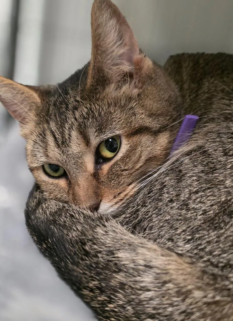 A young medium-sized female Domestic Short Hair cat named Lovey for adoption in Saginaw, MI