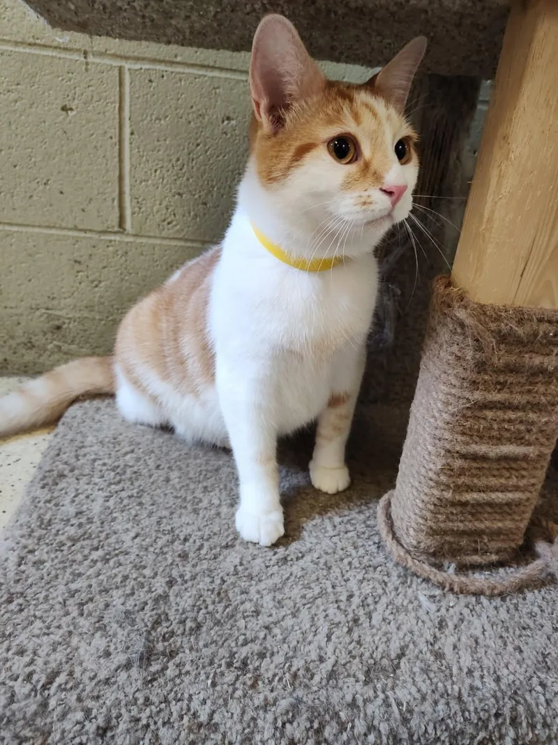 Hemingway  Declawed thumbnail 2