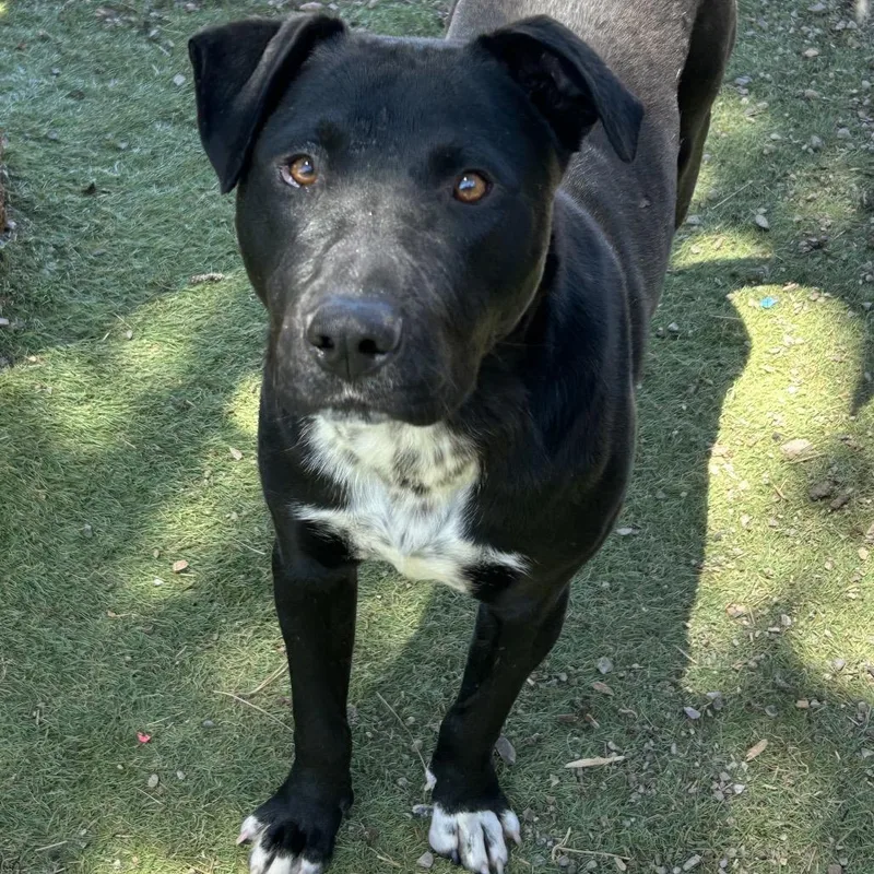 A young small-sized male Black Labrador Retriever dog named Andy  Butler Campus for adoption in Flagstaff, AZ