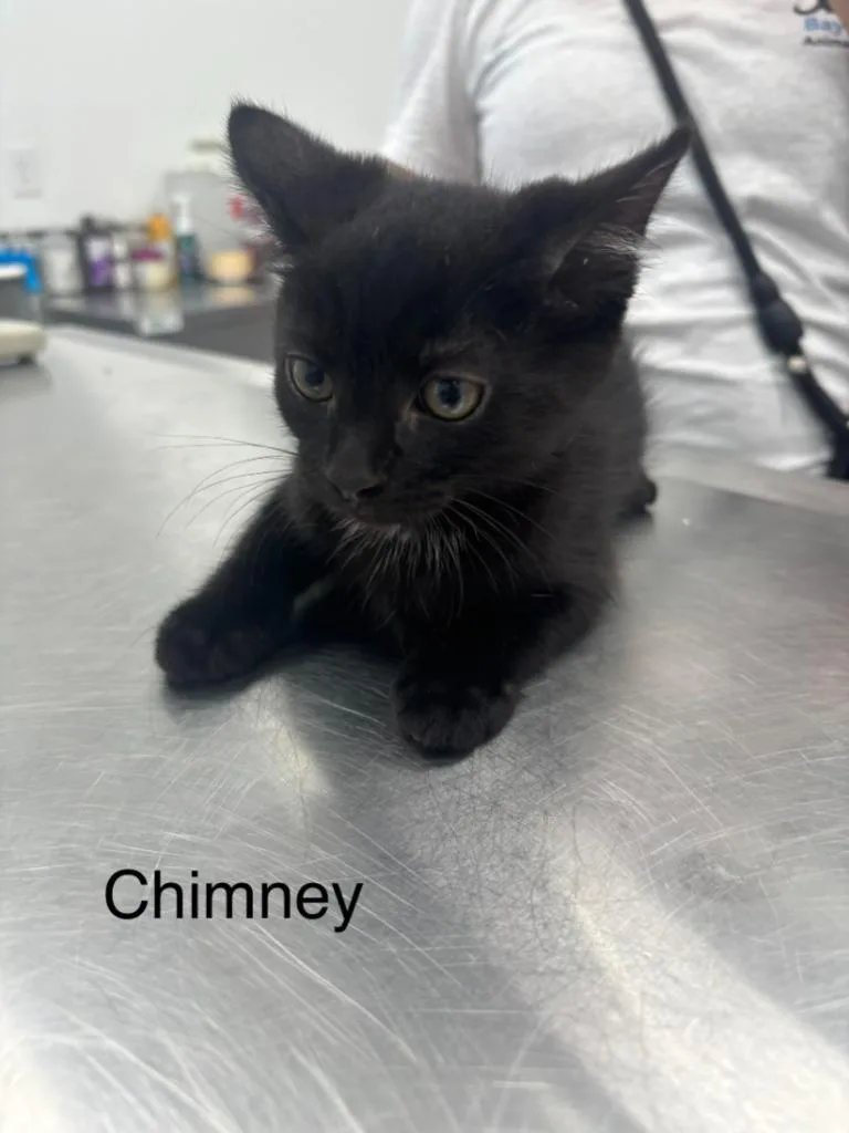 A baby medium-sized male Domestic Short Hair cat named Chimney for adoption in Cambridge, MD