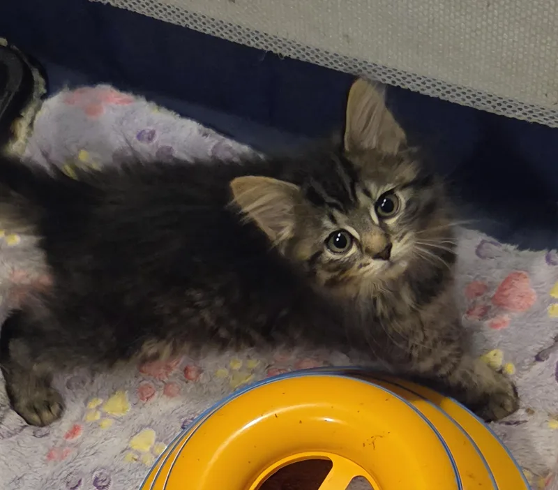 A baby medium-sized female Tabby (Brown / Chocolate) Domestic Medium Hair cat named Montana for adoption in Green Brook, NJ