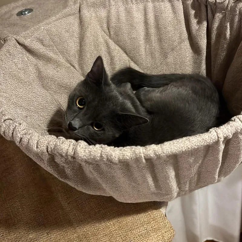 A young medium-sized female Gray / Blue / Silver Domestic Short Hair cat named Grace for adoption in Medford, MA