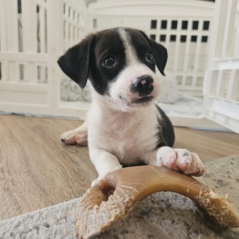 A baby small-sized male Black Chihuahua dog named Russet for adoption in Houston, TX
