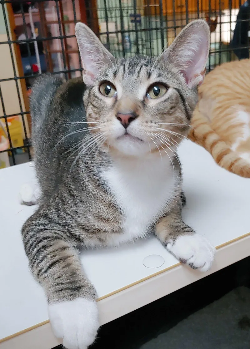 A young medium-sized male Domestic Short Hair cat named Cosmo for adoption in Pompano Beach, FL