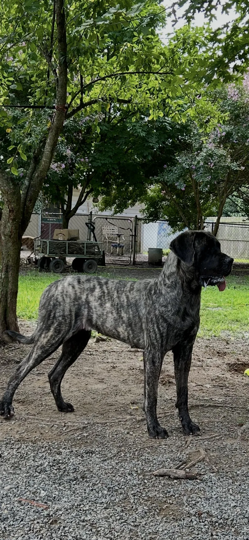 An adult extra large-sized female Brindle Mastiff dog named Emmy for adoption in Reidsville, NC