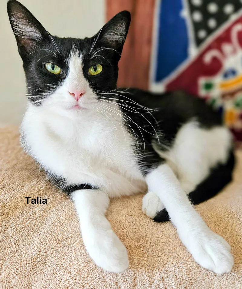 Talia thumbnail 3