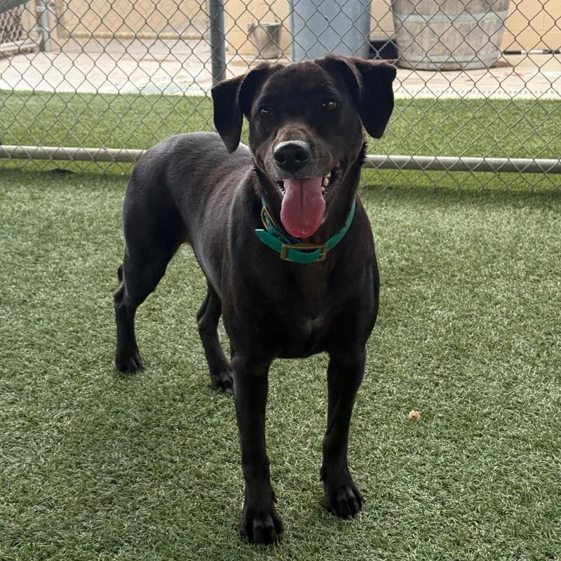 An adult medium-sized female Brown / Chocolate Pointer dog named Kiara for adoption in Buellton, CA