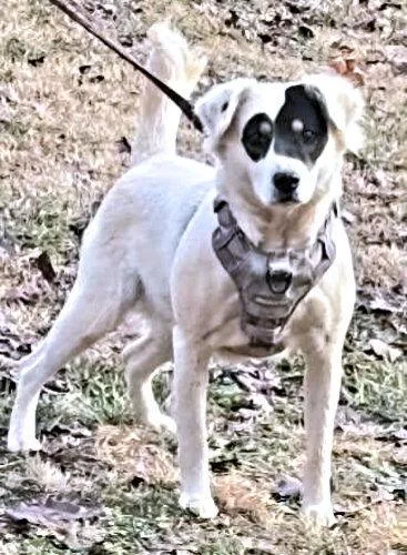 A young medium-sized female Spaniel dog named Bailee for adoption in Rutherfordton, NC