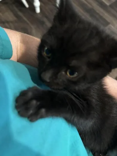 Toothless