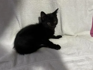 Toothless thumbnail 4