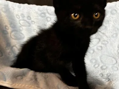 Toothless thumbnail 5