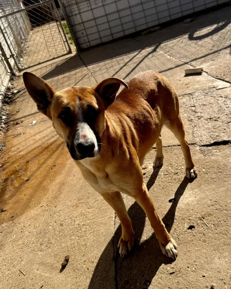 A young medium-sized female Shepherd dog named Freya for adoption in Shreveport, LA