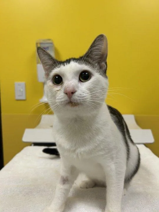 A young small-sized male White Domestic Short Hair cat named Star for adoption in Raleigh, NC