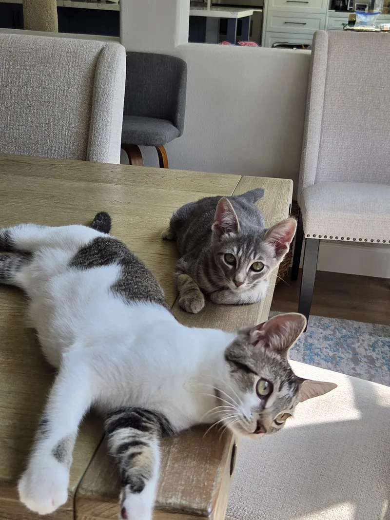 A baby small-sized female Domestic Short Hair cat named Wendy and Shaggy for adoption in San Juan Capistrano, CA