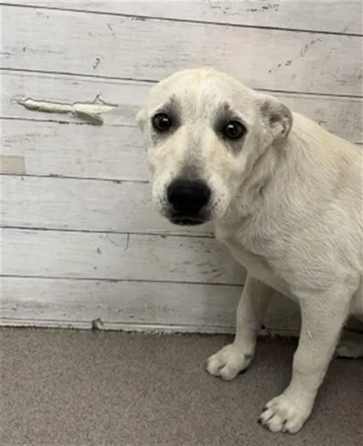 A baby large-sized male German Shepherd Dog dog named Weinerschnitzel for adoption in San Bernardino, CA
