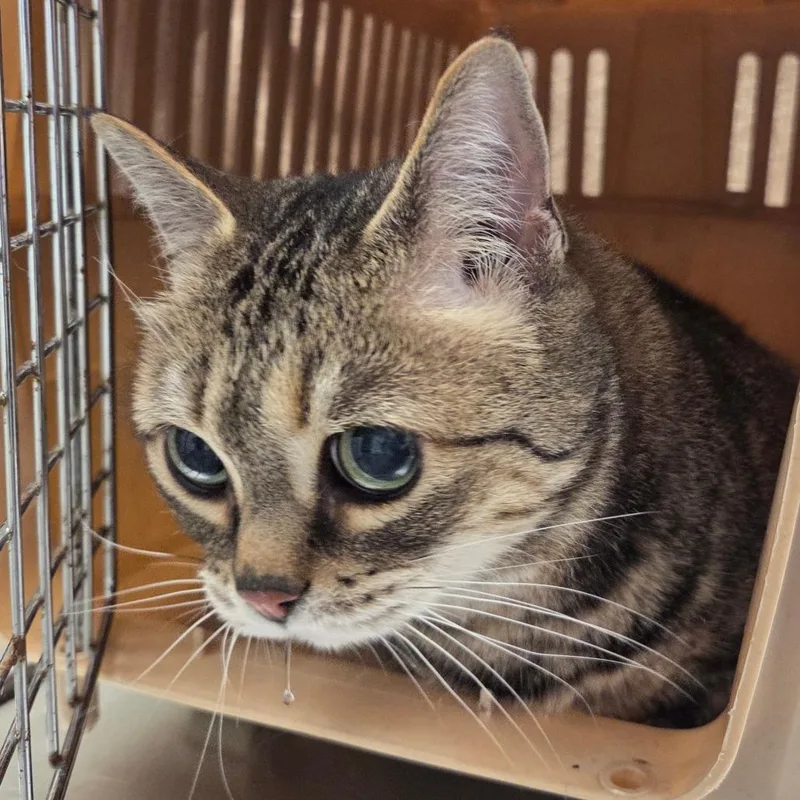 An adult medium-sized female Brown / Chocolate Domestic Short Hair cat named Lily for adoption in Chattanooga, TN