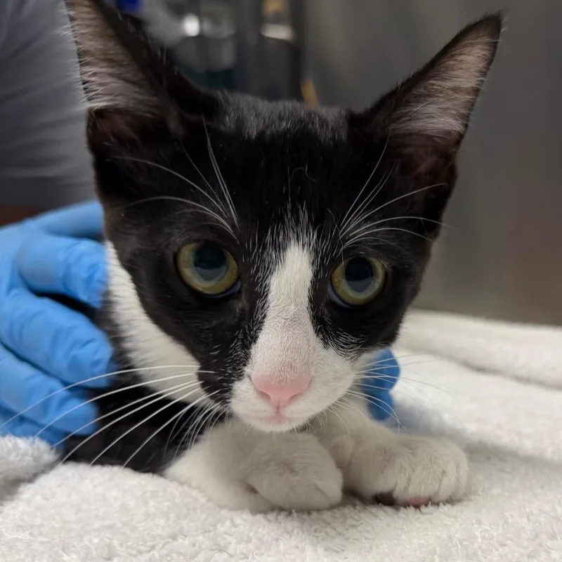 A baby small-sized male Black Domestic Short Hair cat named Cato for adoption in Providence, RI