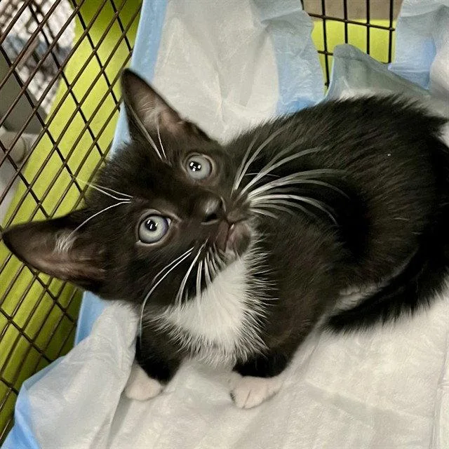 A baby small-sized male Black & White / Tuxedo Domestic Short Hair cat named Whiskers for adoption in Tavares, FL