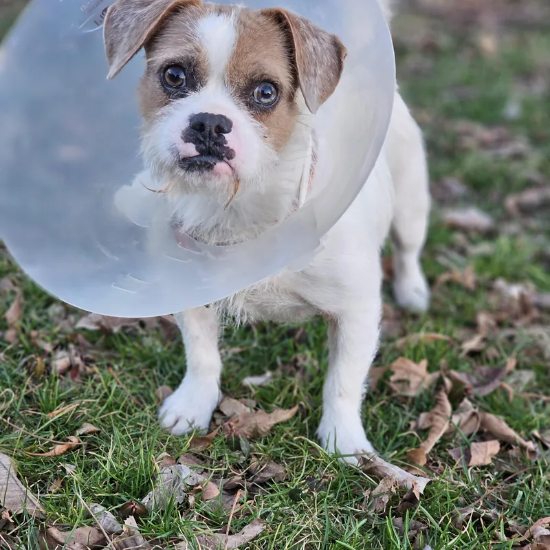 Tia So Il thumbnail 3