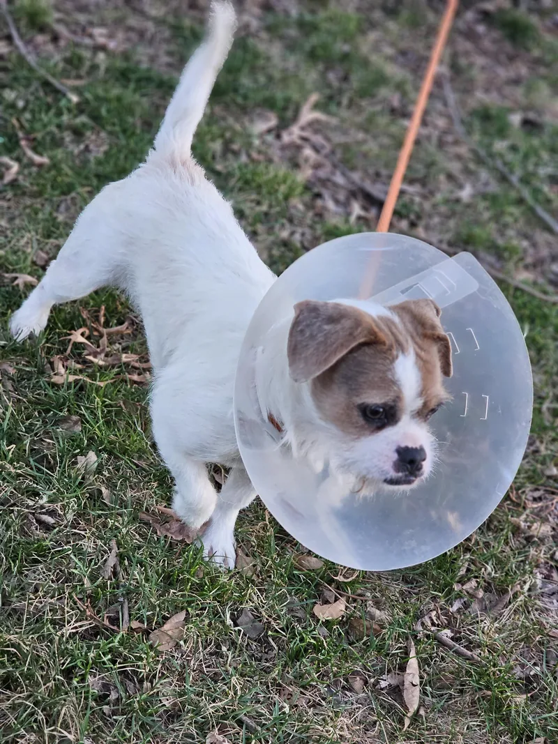 Tia So Il thumbnail 5