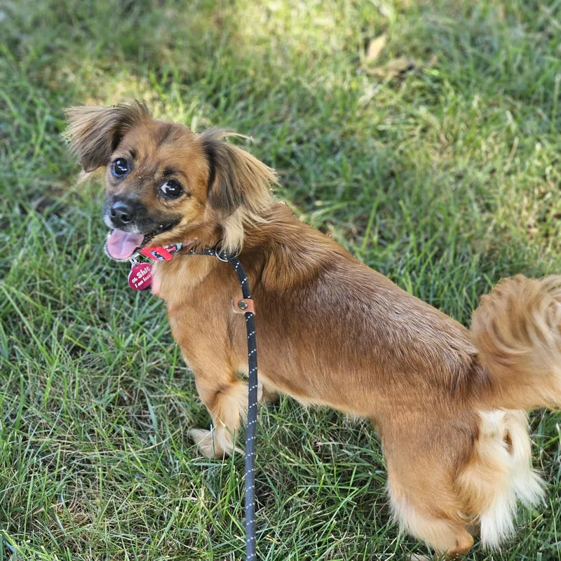 An adult small-sized female Red / Chestnut / Orange Shih Tzu dog named Ginger for adoption in O Fallon, IL