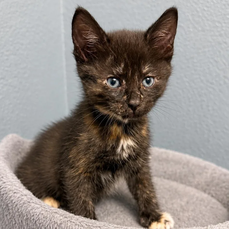 A baby small-sized female Tortoiseshell Domestic Short Hair cat named Wanda for adoption in Long Beach, CA