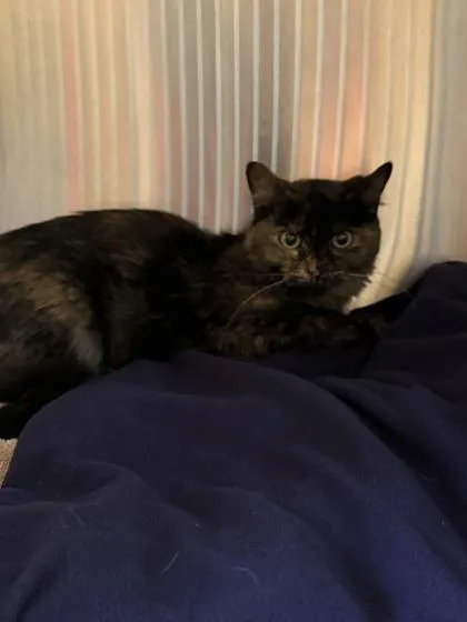 An adult small-sized female Domestic Short Hair cat named Pretzel for adoption in Independence, MO