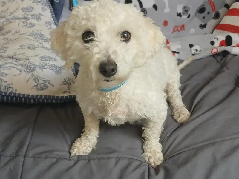 An adult small-sized female Poodle dog named Rain for adoption in Fort Worth, TX