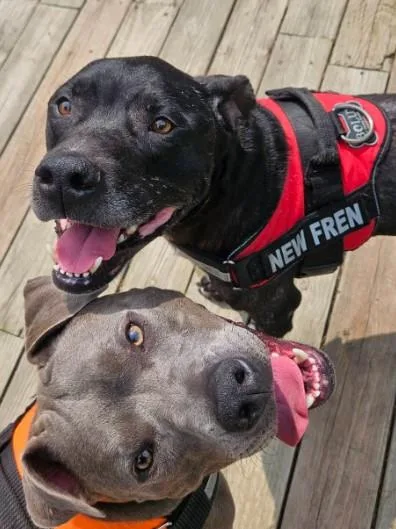 An adult large-sized male Pit Bull Terrier dog named Spider for adoption in Troy, MI