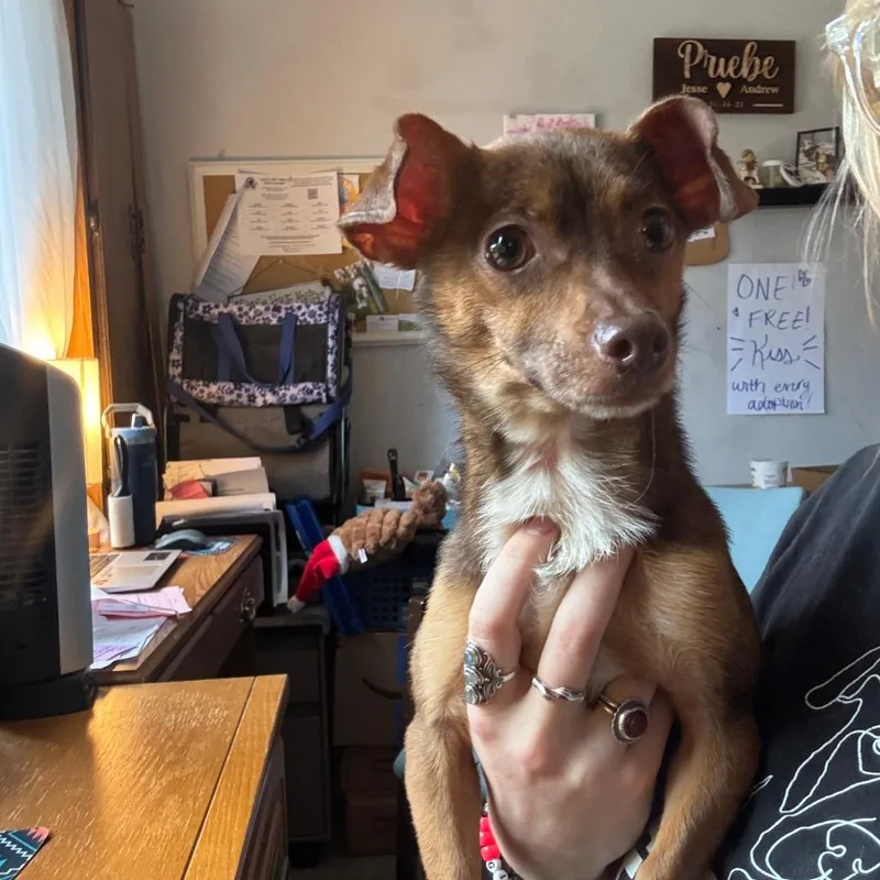 An adult small-sized female Brown / Chocolate Chihuahua dog named Nugget for adoption in Chaska, MN