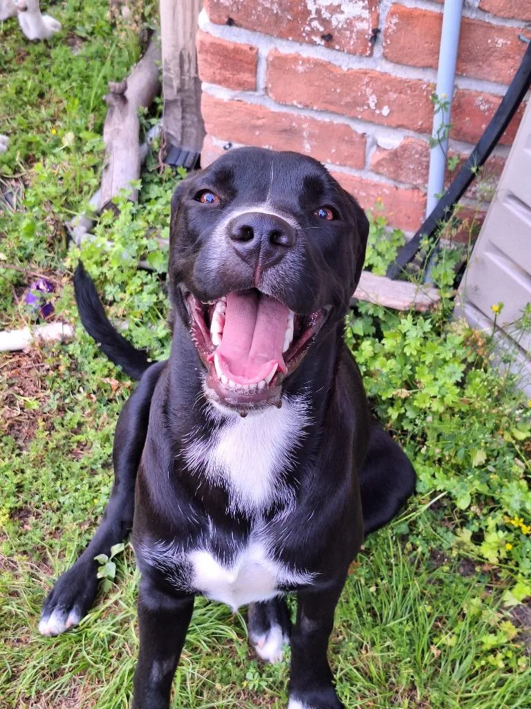 A young medium-sized female Labrador Retriever dog named Shira for adoption in Spring, TX