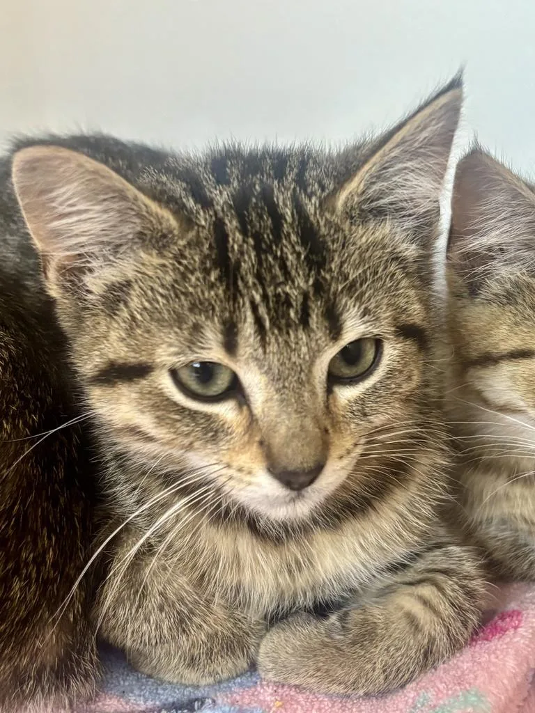 A baby small-sized male American Shorthair cat named Earl for adoption in Greenfield, IN