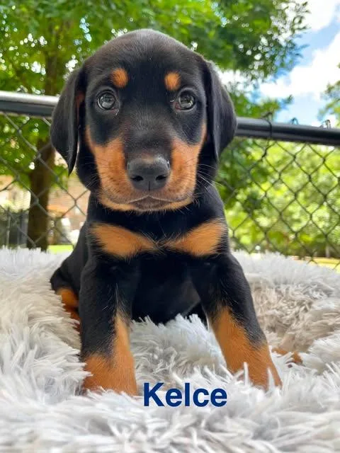 A baby large-sized male Black Doberman Pinscher dog named Kelce for adoption in Madisonville, LA