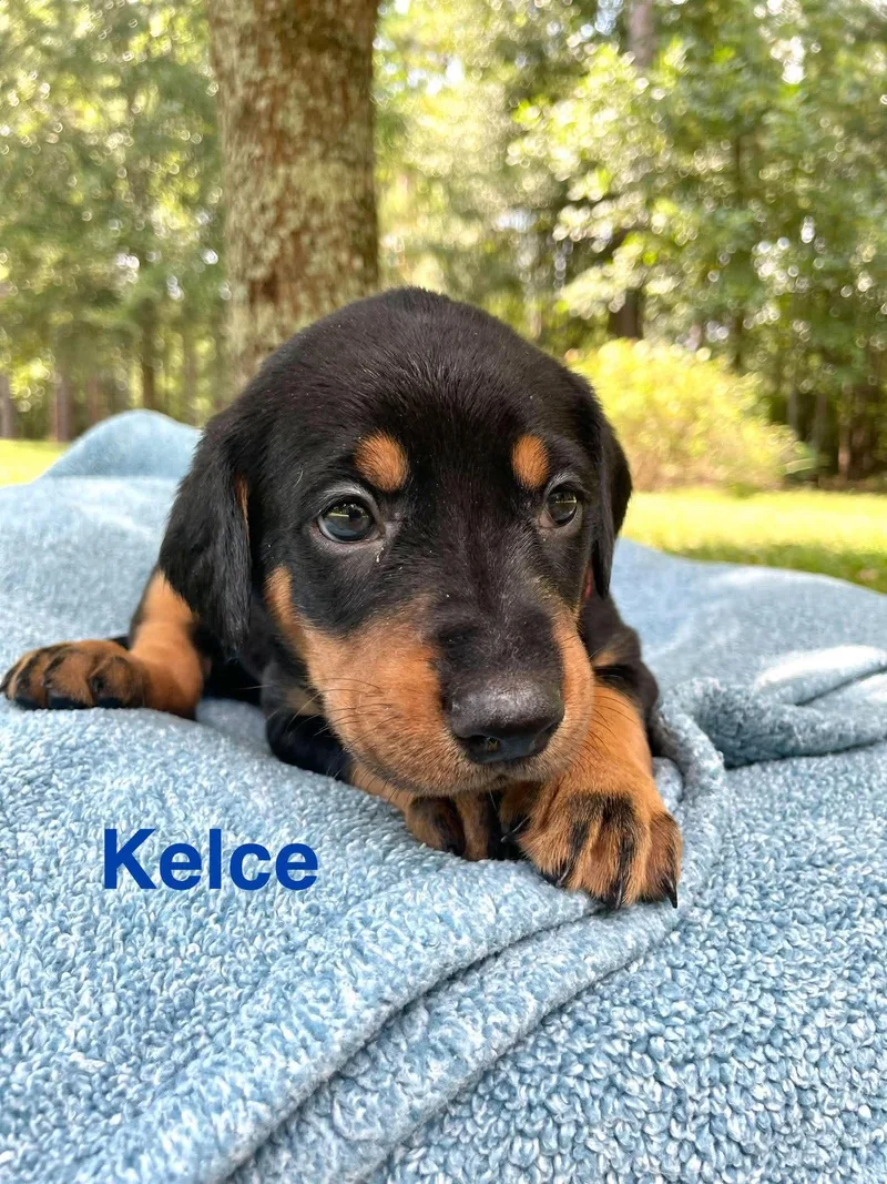 Kelce thumbnail 3
