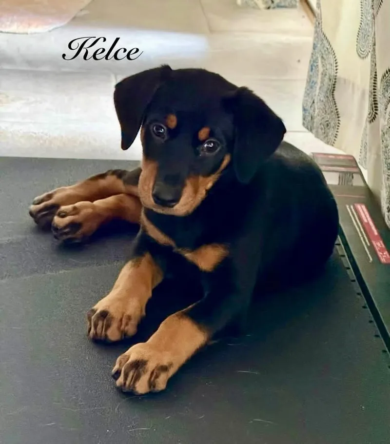 Kelce thumbnail 6