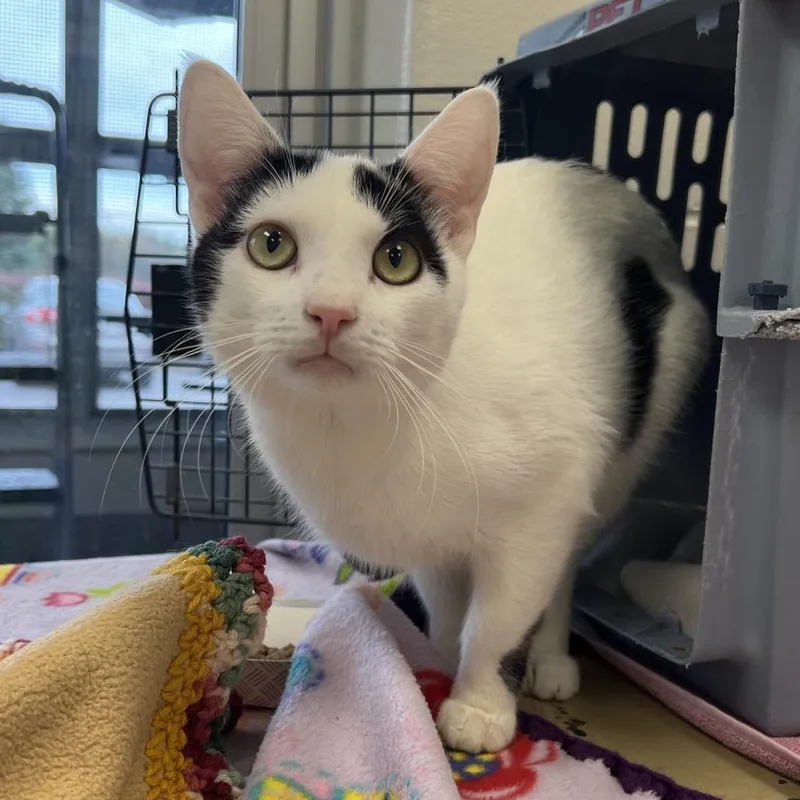 An adult medium-sized male Domestic Short Hair cat named Wegmans for adoption in Fairport, NY