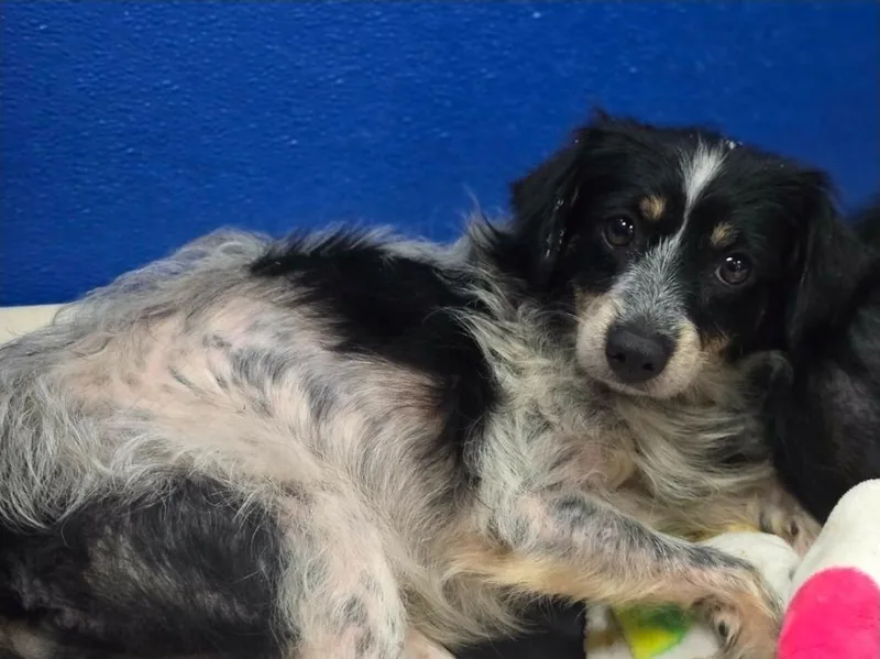 An adult small-sized female Tricolor (Brown, Black, & White) Chihuahua dog named Bianca for adoption in Sedalia, CO
