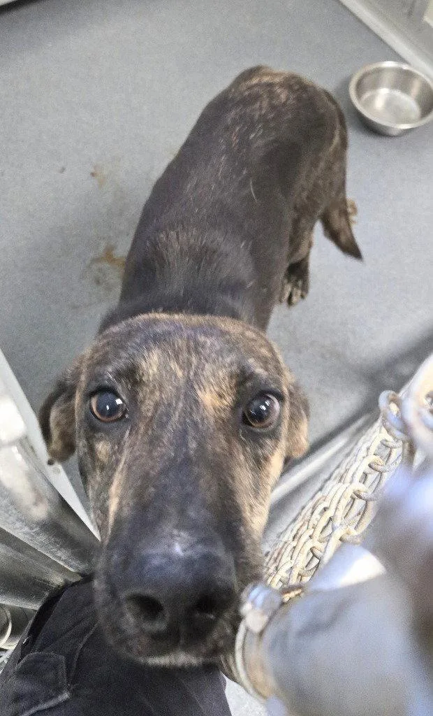 An adult medium-sized male Plott Hound dog named Da  Pax for adoption in Glen Allen, VA