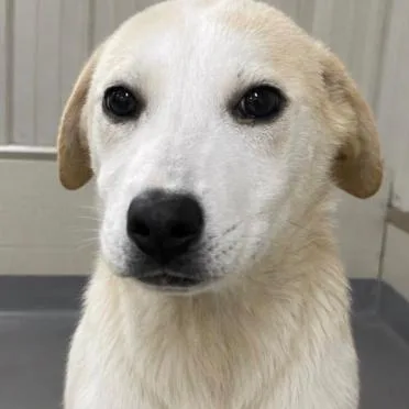 A baby medium-sized female White / Cream Mixed Breed dog named Veronica for adoption in Skokie, IL