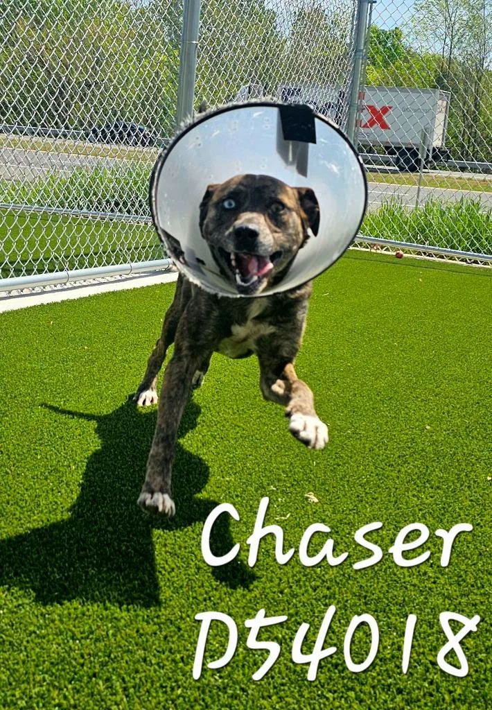 A young medium-sized male Pit Bull Terrier dog named Chaser for adoption in Clarksville, TN