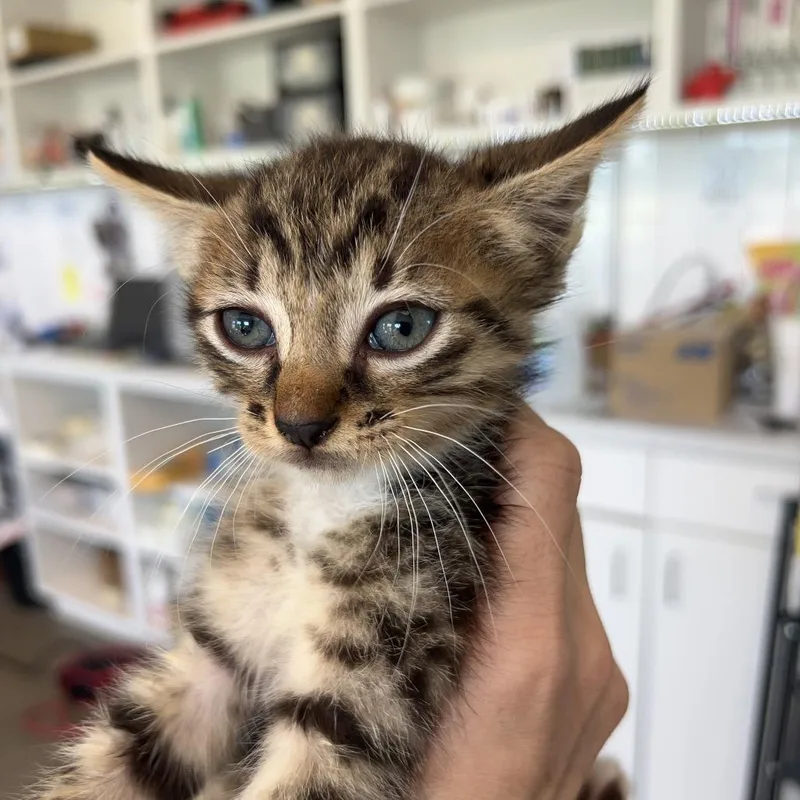 A baby small-sized male Brown / Chocolate Domestic Short Hair cat named Bartholomew for adoption in Leander, TX