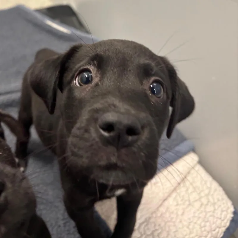 A baby medium-sized female Black Mixed Breed dog named Raven for adoption in Washington Township, OH