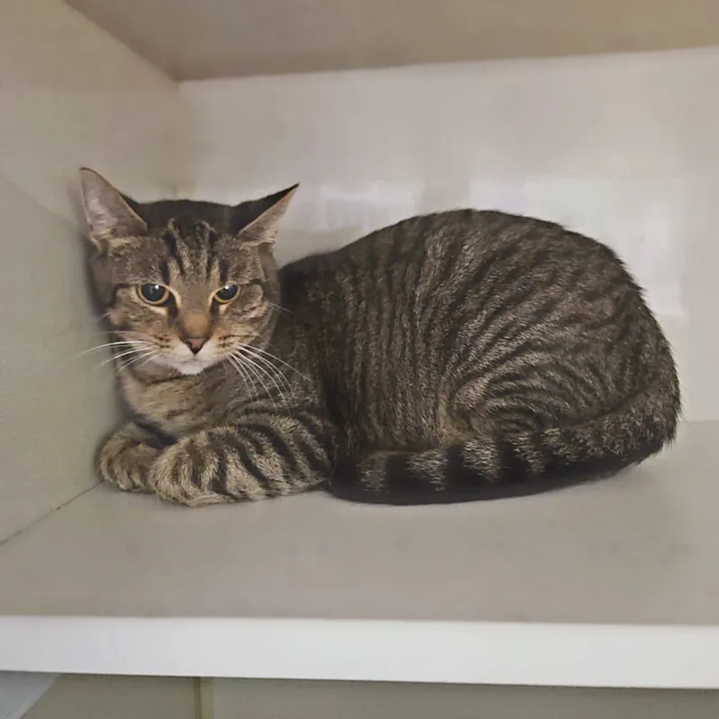 Steel Magnolia Aka Maggie thumbnail 2