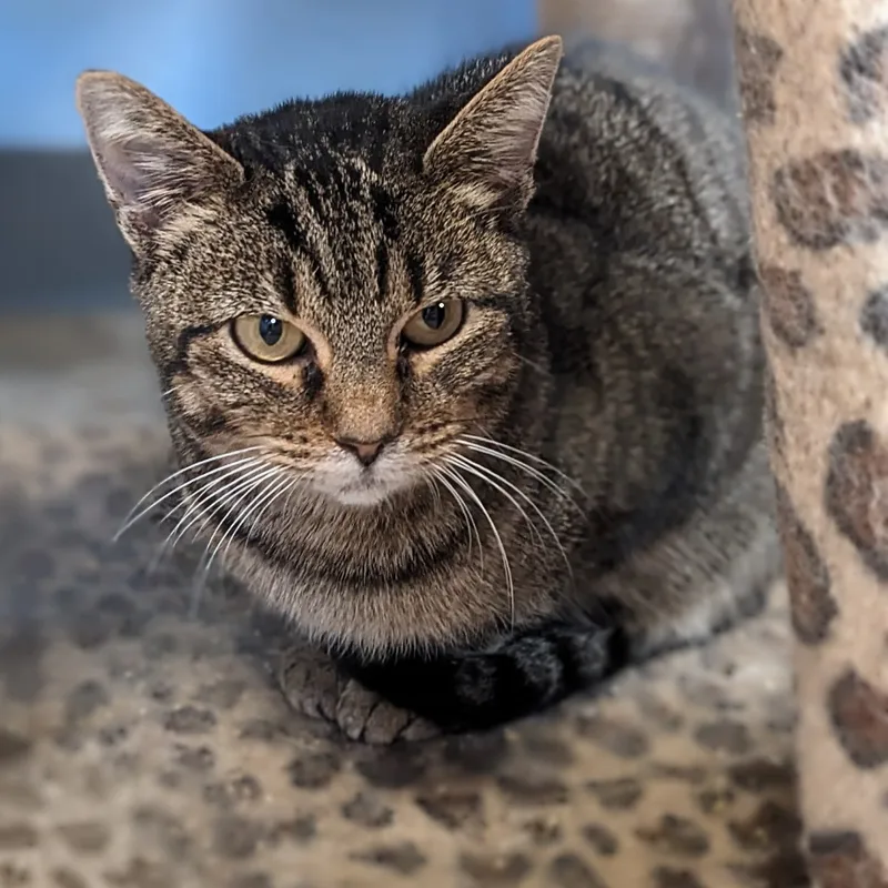 Steel Magnolia Aka Maggie thumbnail 3