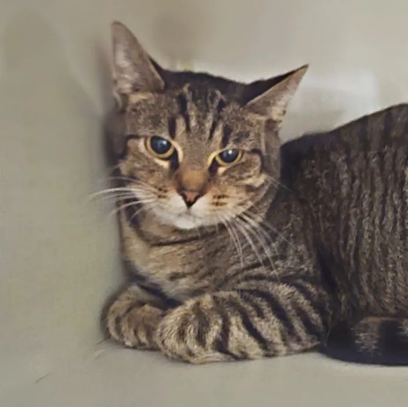 Steel Magnolia Aka Maggie thumbnail 4