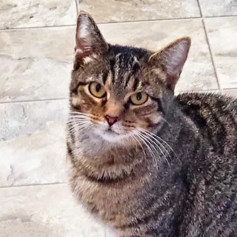 Steel Magnolia Aka Maggie