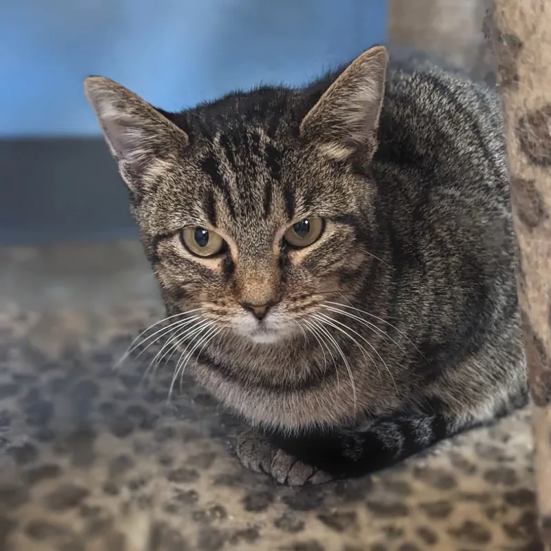 Steel Magnolia Aka Maggie thumbnail 5