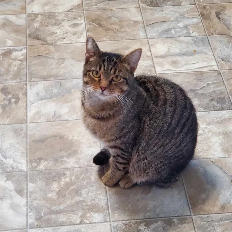 Steel Magnolia Aka Maggie thumbnail 6