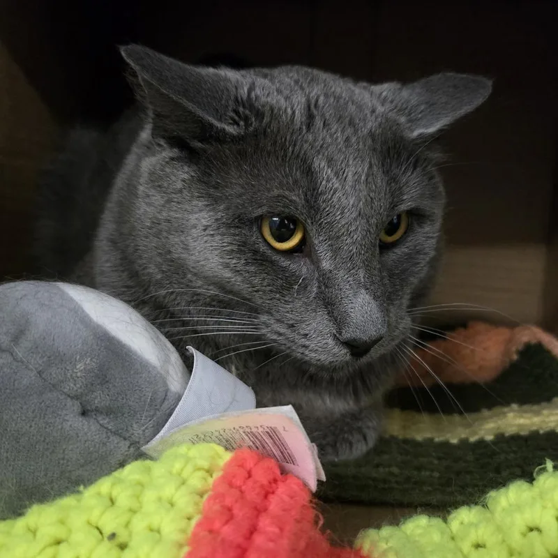 A young medium-sized male Gray / Blue / Silver Domestic Short Hair cat named Daniel for adoption in Dearborn, MI