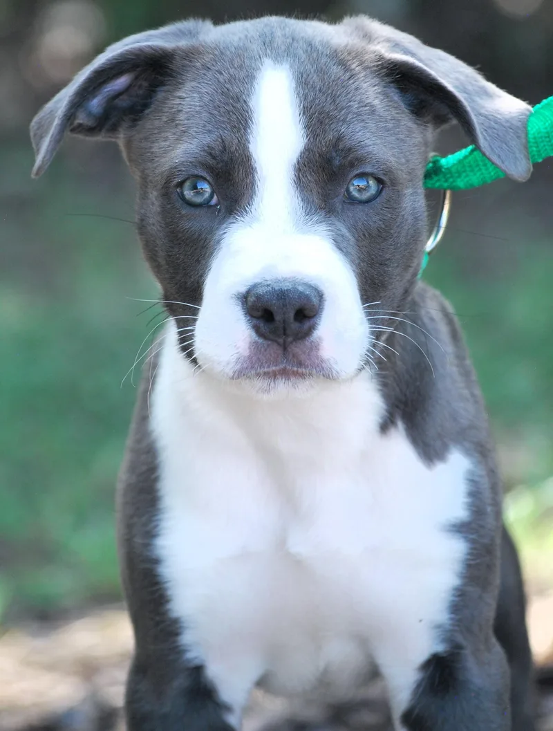 A baby small-sized male Pit Bull Terrier dog named Nutt for adoption in manchester, TN